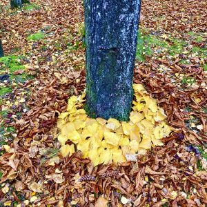 6904C558-8E31-4656-B9D2-7970E2EBAA82-1