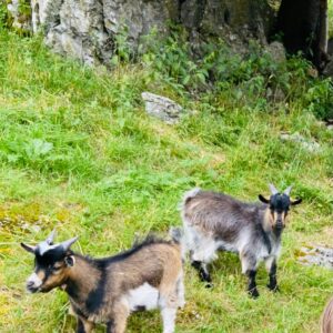 39b120d6-3886-4815-a541-de9dad41725c 39b120d6-3886-4815-a541-de9dad41725c