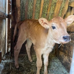 11a4d1db-36c9-459e-b877-a51fc58e1b50